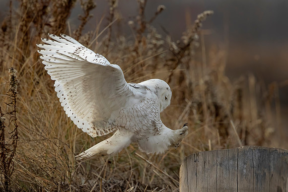 51 snowy owl (C1117773) December 21, 2021 copy