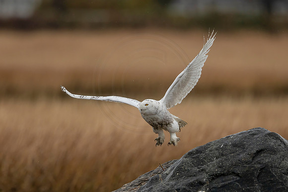250 snowy owl (C1115751) November 26, 2021 copy