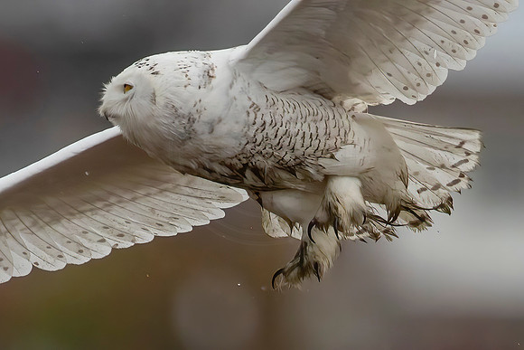 252 snowy owl (C1115753) November 26, 2021 copy