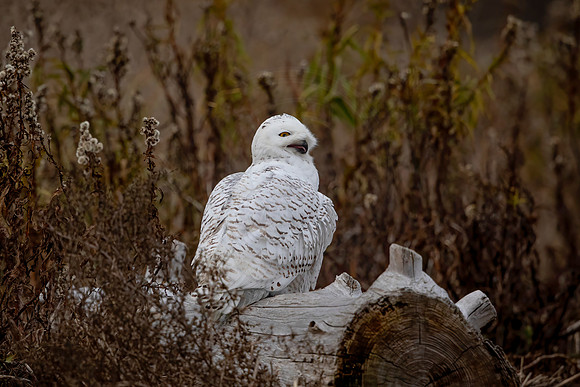 232 snowy owl (C1115615) November 25, 2021 copy