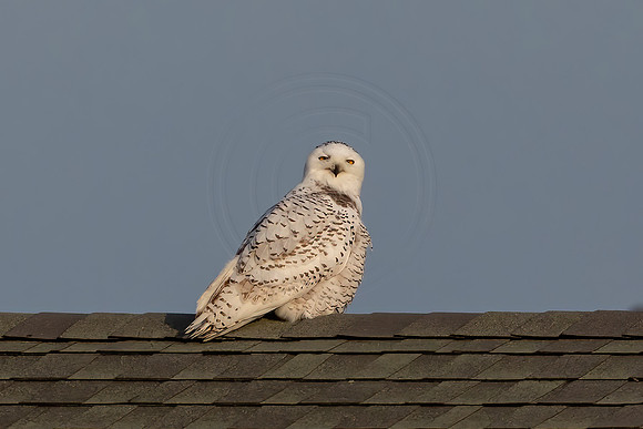 54 snowy owl (BBBB2183) November 7, 2021 copy
