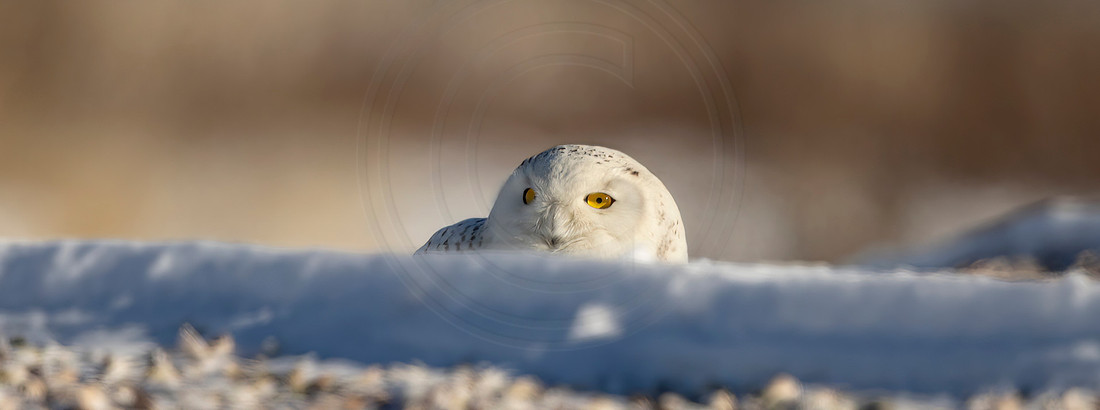 25 snowy owl (C1111932) Janauary 8, 2022 copy