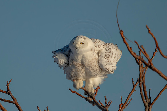 4 snowy owl (C1112077) January 8, 2022 copy