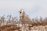 47 snowy owl (624A3701) February 27 2018 copy