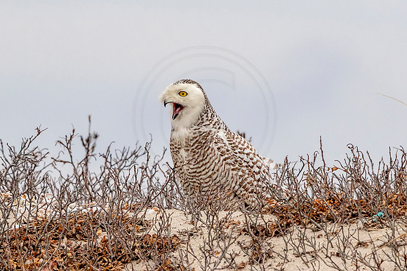 47 snowy owl (624A3701) February 27 2018 copy