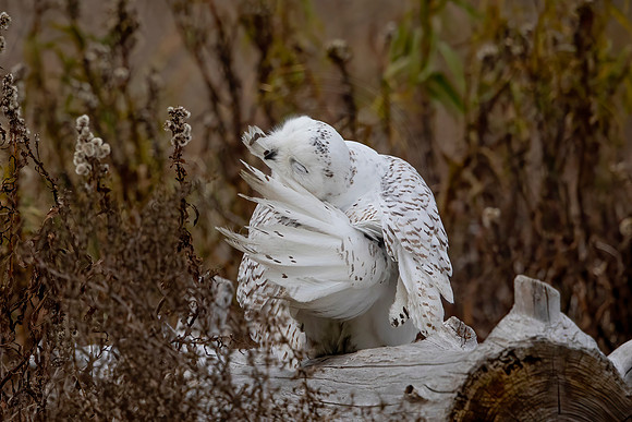 227 snowy owl (C1115583) November 25, 2021 copy