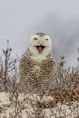 116 snowy owl (624A3928) February 26, 2018 copy