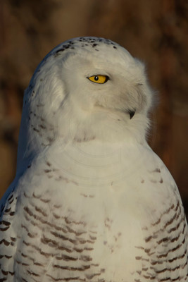 11 snowy owl (C1119082) December 23, 2021 copy