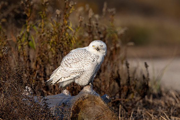 99 snowy owl (C1114878) November 25, 2021 copy