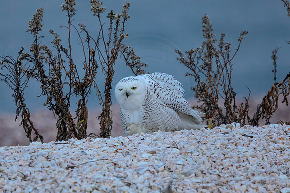 593 snowy owl (C1111611) December 28, 2021 copy
