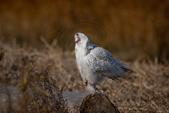 189 snowy owl (C1115391) November 25, 2021 copy