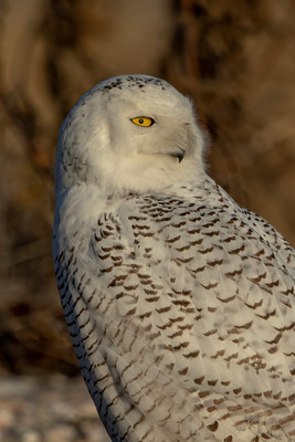287 snowy owl (C1119346) December 23, 2021 copy