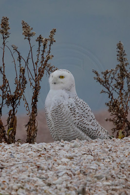 564 snowy owl (C1111492) December 28, 2021 copy