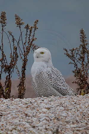 564 snowy owl (C1111492) December 28, 2021 copy