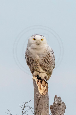 202 snowy owl (624A7628) January 21, 2018 copy