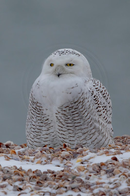 345 snowy owl (C1119791) December 24, 2021 copy