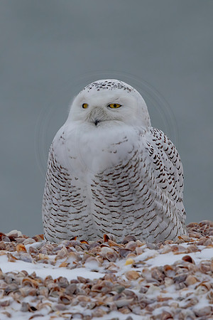 345 snowy owl (C1119791) December 24, 2021 copy