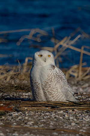 432 snowy owl (C1110453) December 26, 2021 copy