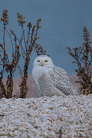 581 snowy owl (C1111567) December 28, 2021 copy