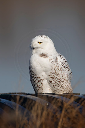 168 snowy owl (C1115176) November 25, 2021 copy