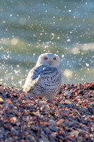 39 snowy owl (624A3699) December 18, 2017psd copy