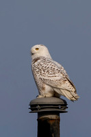 40 snowy owl (BBBB2071) November 7, 2021 copy