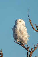 32 snowy owl (C1112029) Janauary 8, 2022 copy