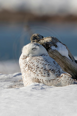 1 snowy owl (C1111861) January 8, 2022 copy 2