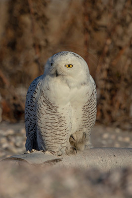 7 snowy owl (C1119245) December 23, 2021 copy