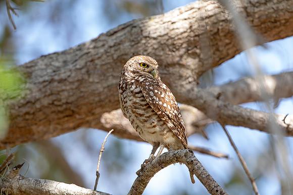 650 burrowing owl (6F3A0795) April 17, 2021