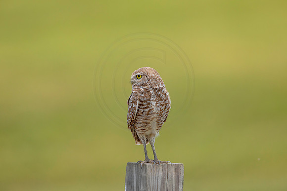 757 burrowing owl (6F3A1522) April 17, 2021