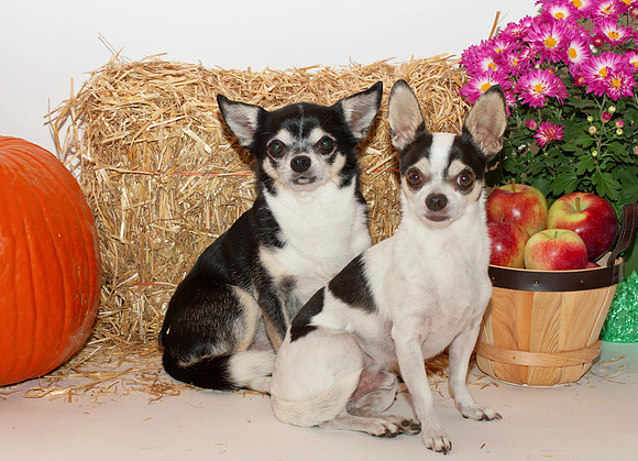 Chihuahua's with a fall backdrop