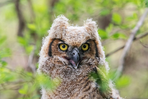 Great Horned Owlet