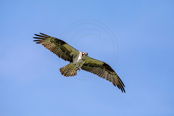 1 female osprey (AF3A3809) May 22, 2019