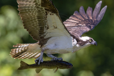1 osprey (IMG_9960) August 14, 2022