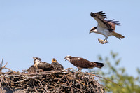 1 osprey family (IMG_5267) July 9, 2022