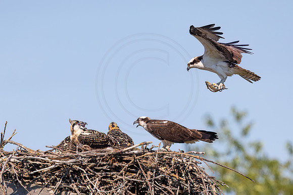 1 osprey family (IMG_5267) July 9, 2022
