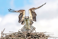 2 female osprey (624A1455) July 3, 2017