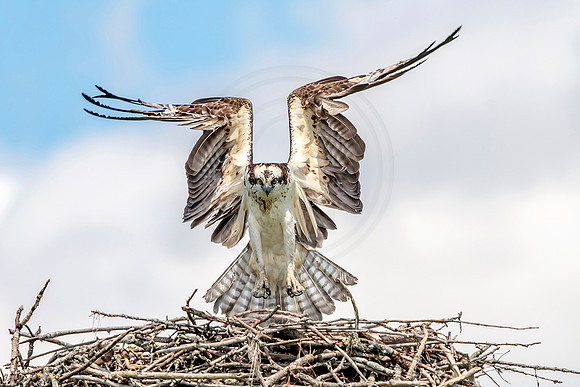 2 female osprey (624A1455) July 3, 2017