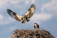 1 osprey (6F3A7163) June 1, 2021 copy