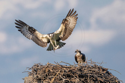 1 osprey (6F3A7163) June 1, 2021 copy