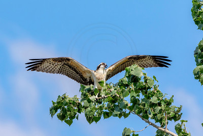 1 osprey kid (624A7917) August 5, 2017