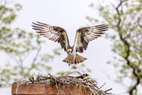 2 male osprey leaving (624A5280) May 28, 2018