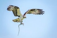 1 male osprey (624A9753) May 16, 2017