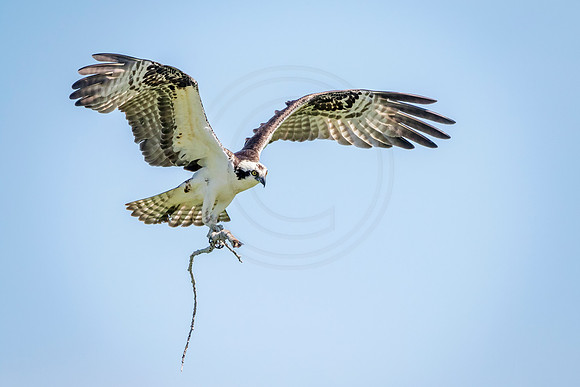 1 male osprey (624A9753) May 16, 2017