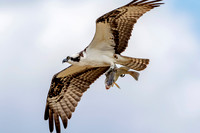 2 osprey dad with fish (624A8210) August 6, 2017
