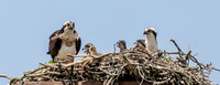 3 osprey family portrait (AF3A8636) June 15, 2019