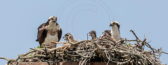 3 osprey family portrait (AF3A8636) June 15, 2019
