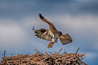 4 female osprey with a fish (624A5653) July 6, 2018