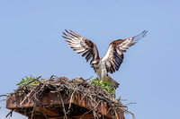 2 female osprey (AF3A8575) July 2, 2019